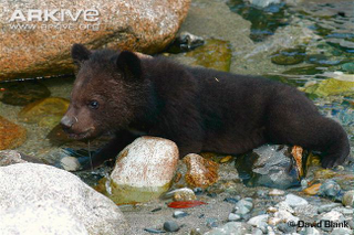 Illustration for article titled Thursidae - Ursus thibetanus Edition